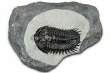 Fantastic Coltraneia Trilobite Fossil - Huge Faceted Eyes #328569-3